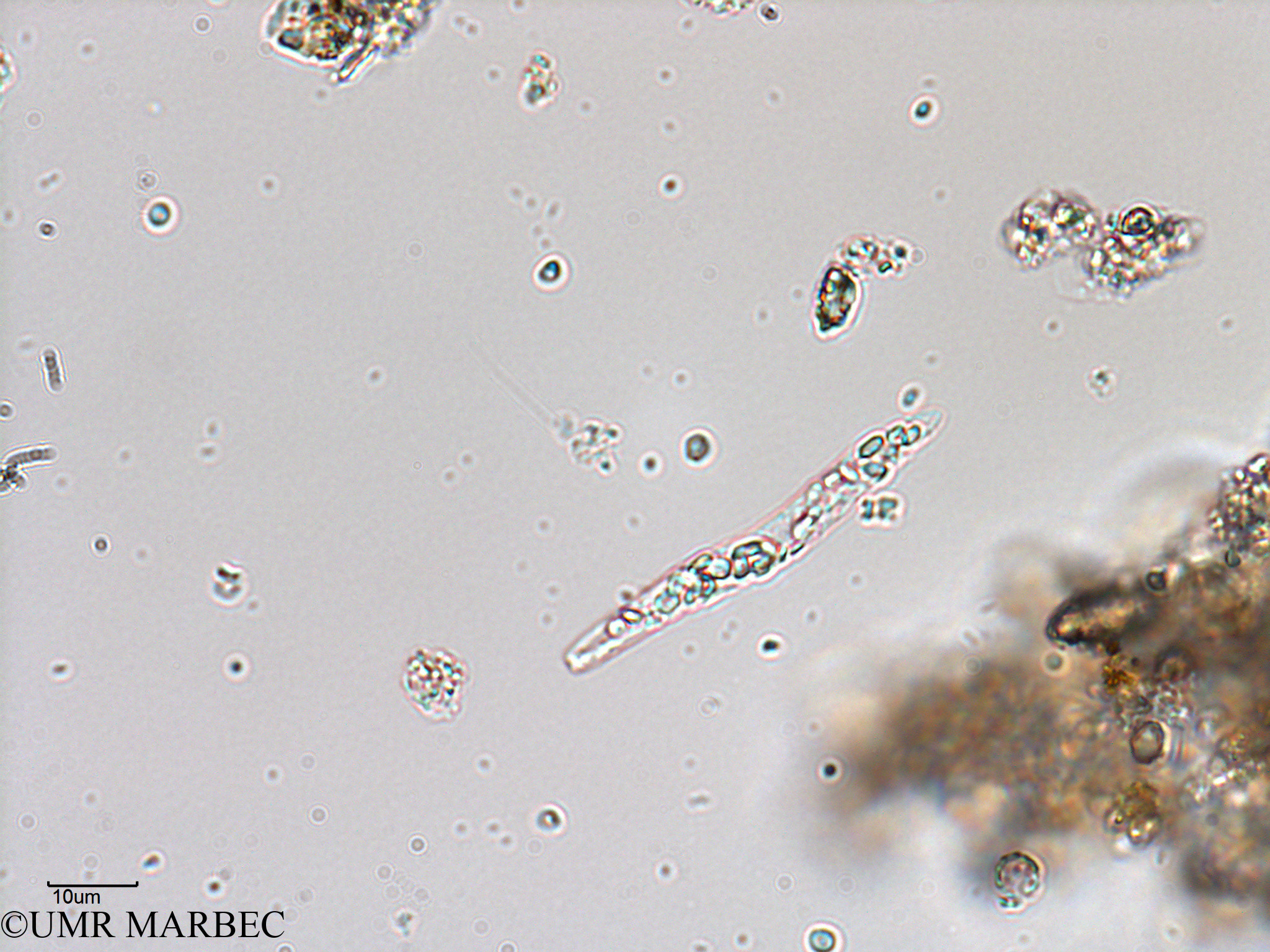 phyto/Bizerte/bizerte_bay/RISCO February 2015/Eutreptiella braarudii (ancien Euglenoidea spp -ancien Baie_T5-C3-Eugleno spp-2).tif(copy).jpg